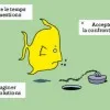 afr